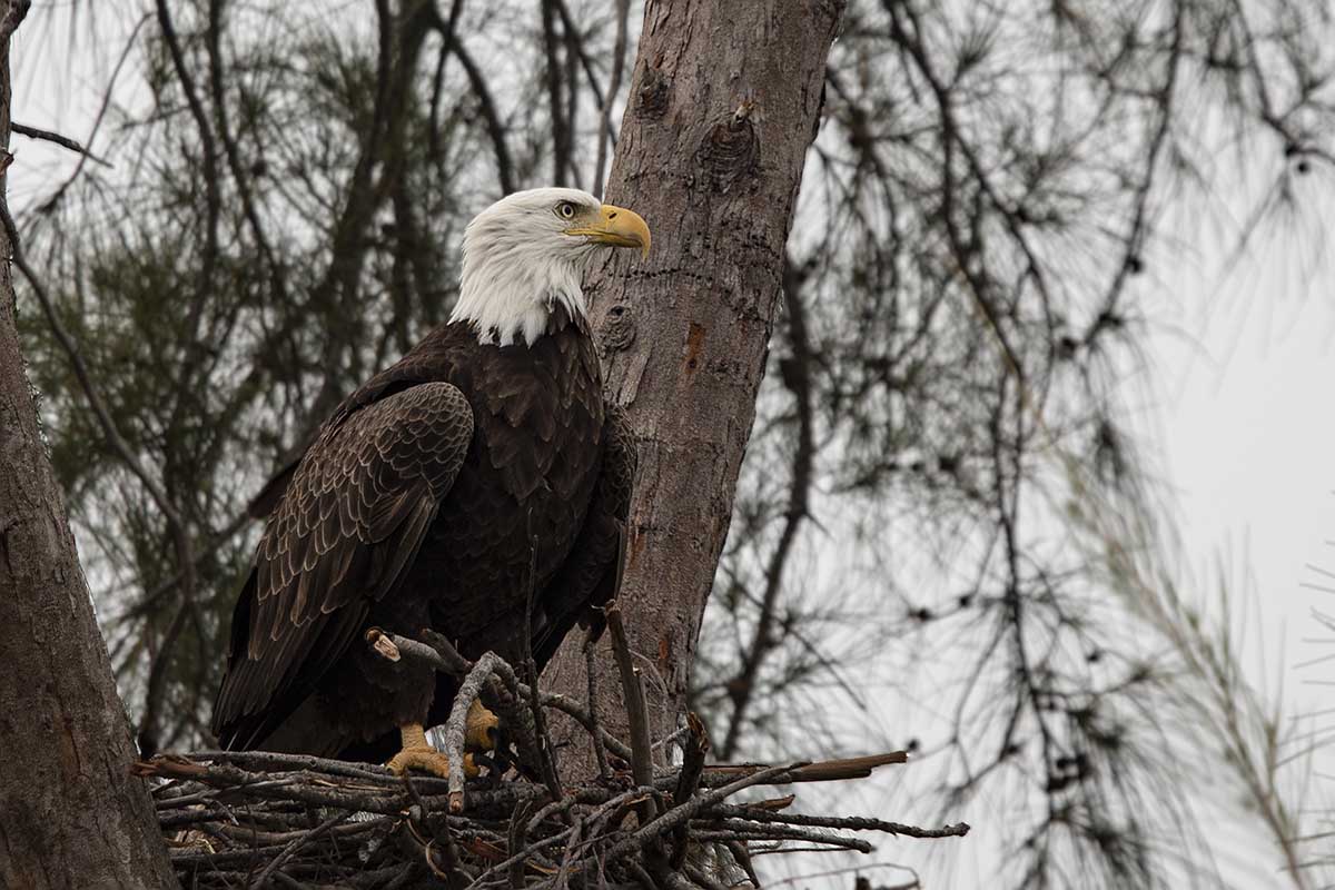 Bald Eagle on the nest - One of the iconic birds of the world