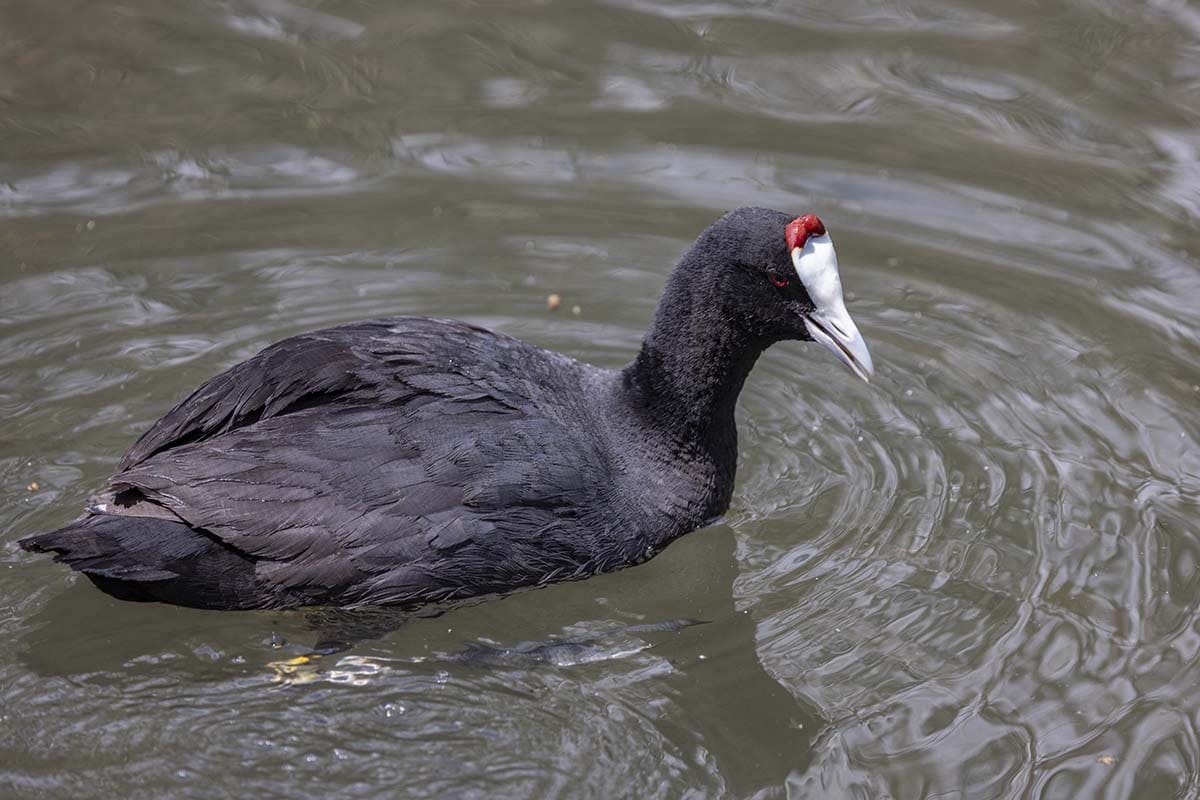 How to use Buses in Majorca - S'albufera Nature Reserve