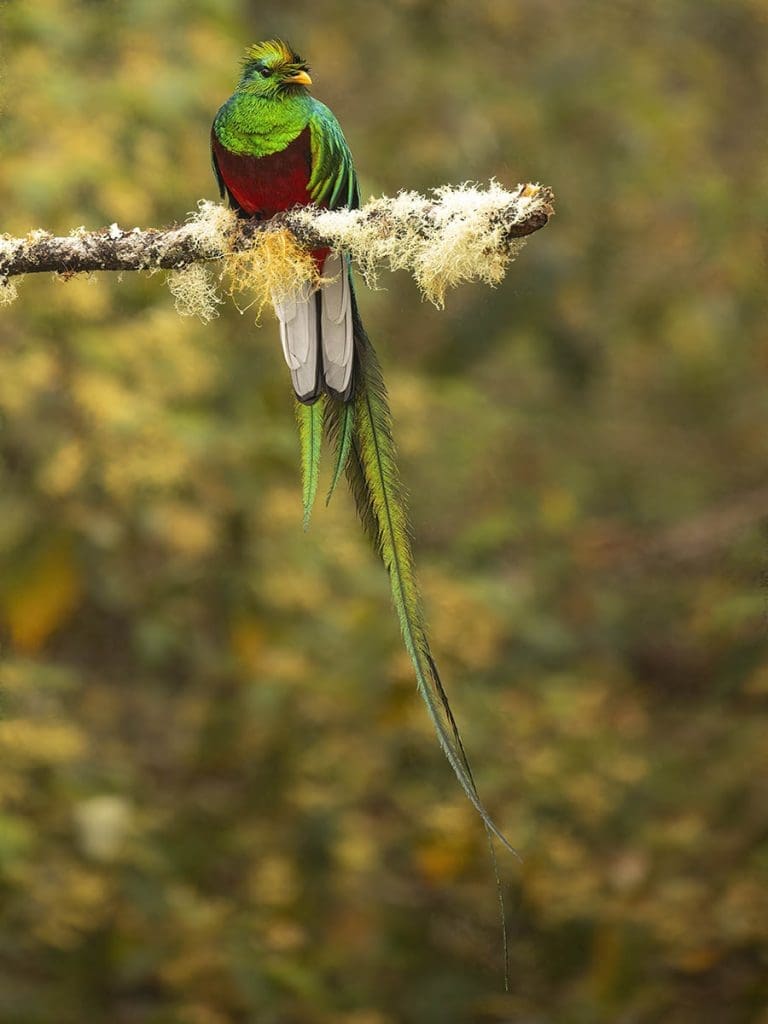 Resplendent Quetzal, a member of the Trogon family, is often considered the most beautiful bird in the world