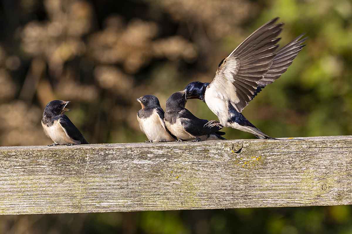 Barn Swallow feeding fledglings in flight at RSPB Bempton Cliffs, Yorkshire, England