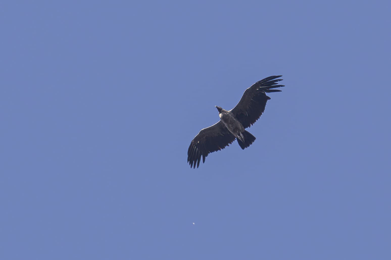 How to See Condors in Peru - Andean Condor flying over us