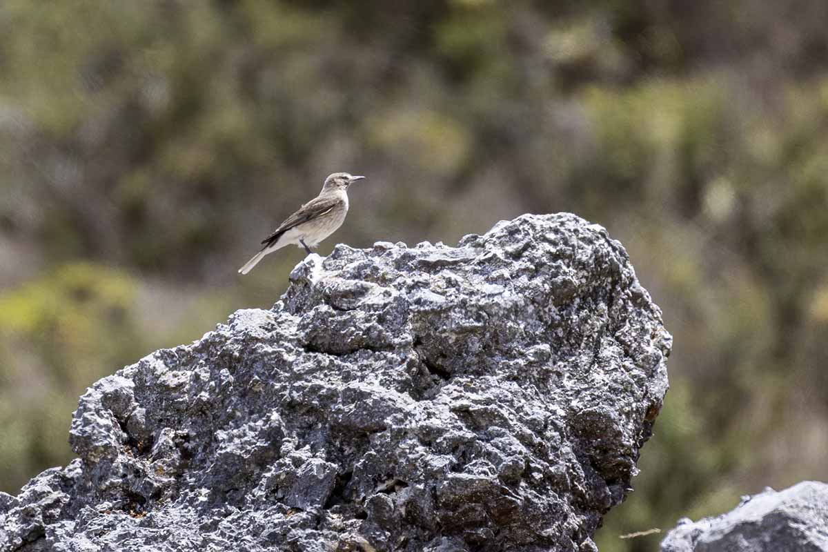 How to See Condors in Peru - Black-billed Shrike Tyrant