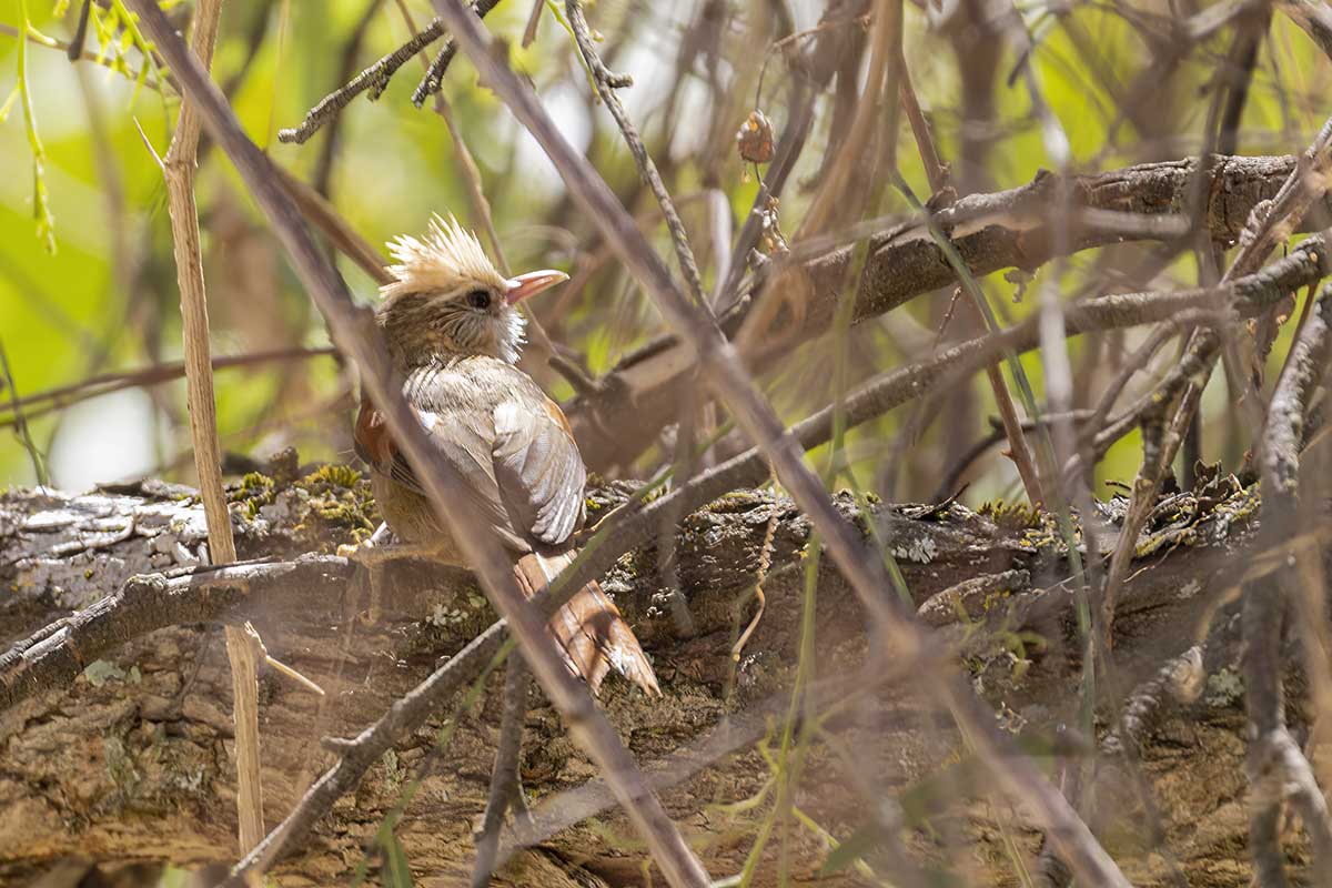 how to see condors in Peru - Creamy-crested spinetail. Another Peruvian Andes endemic