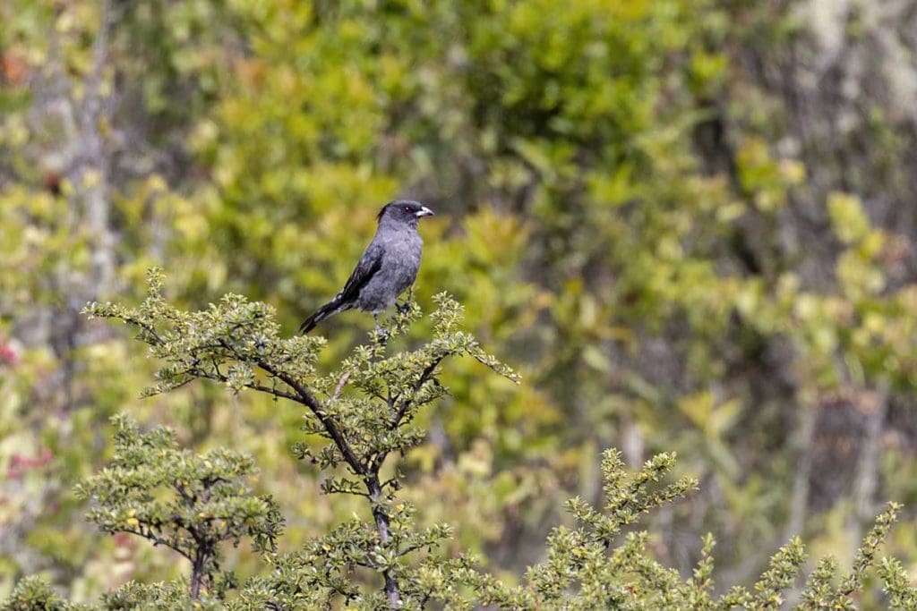 How to See Condors in Peru - Red-Crested Cotinga