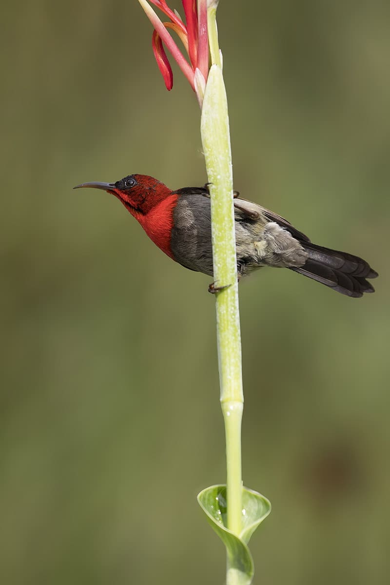 Crimson Sunbird - Most beautiful birds in the World