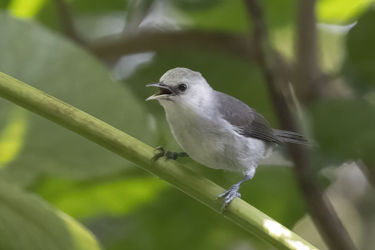 Principe Speirops - one of the endemic bird species which can be found on Principe - Sao Tome & Principe holidays