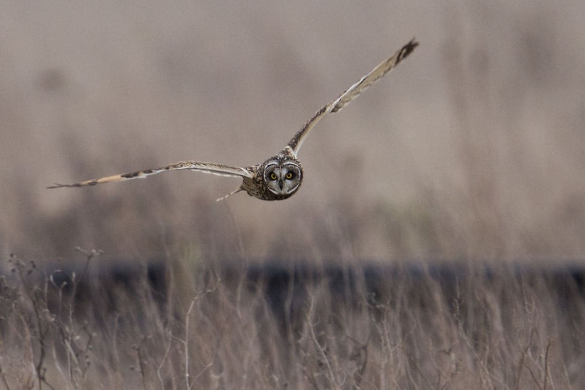 Short-eared owl Watch wildlife on Wallasea Island - One of the 10 best things to do in Essex