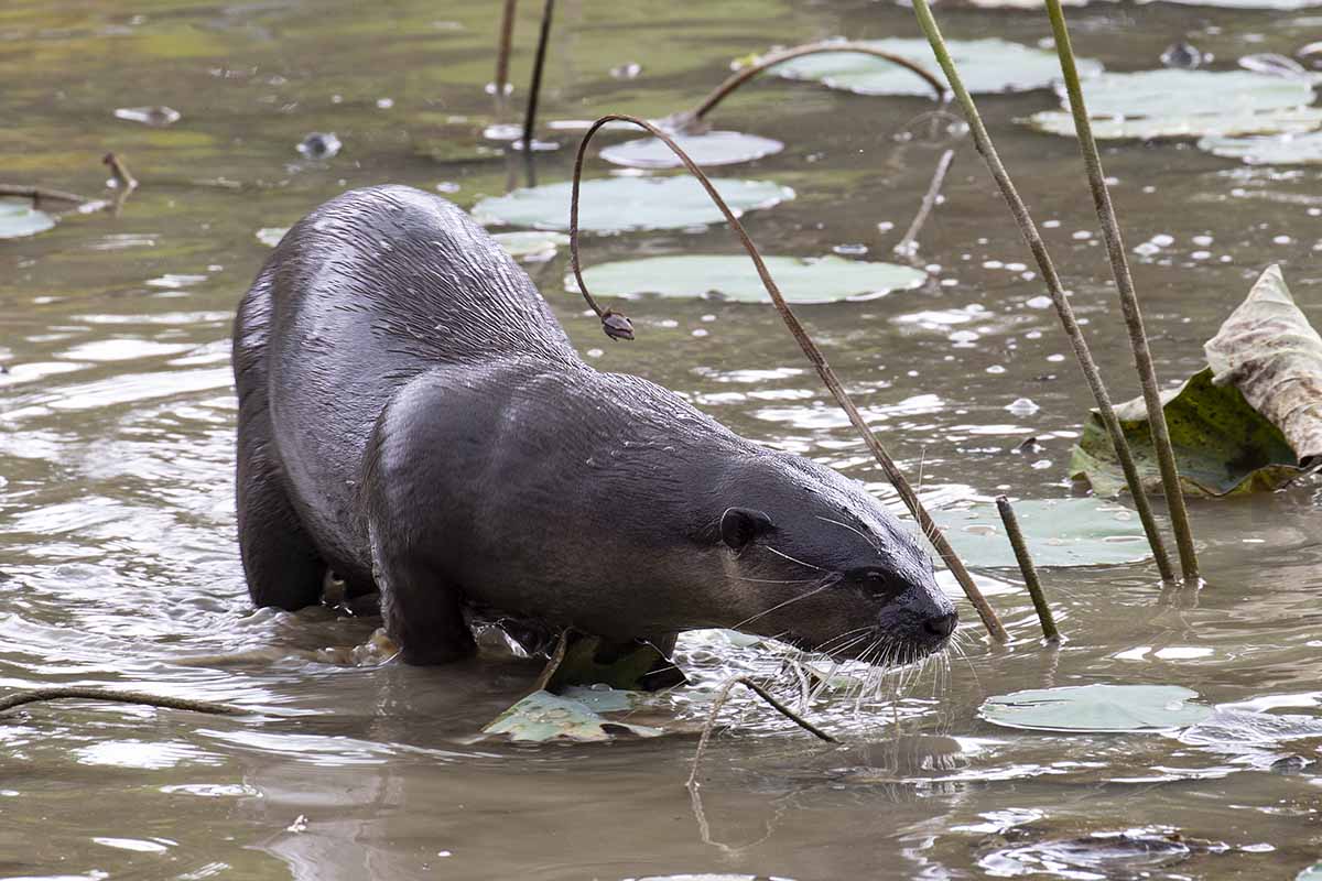 Smooth Coated Otter - Regularly seen on Sentosa Island