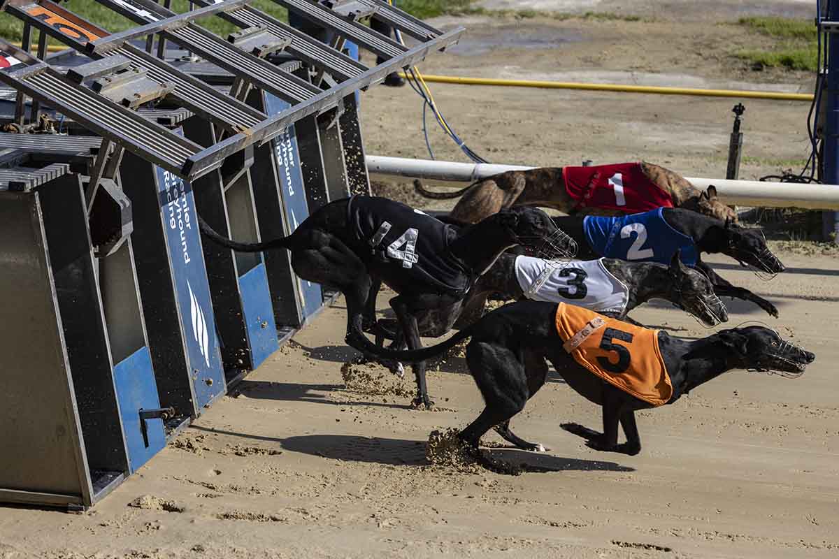 Romford Dogs - one of the 10 best things to do in Essex