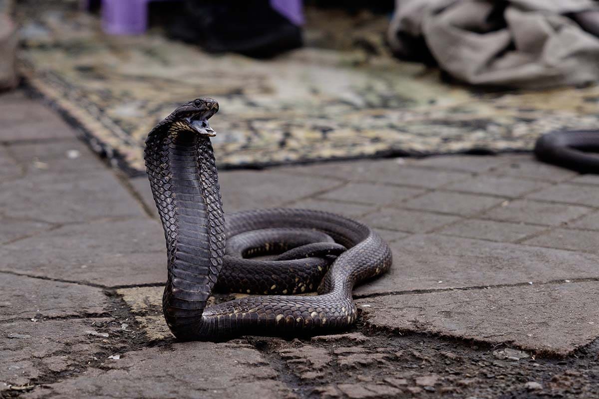 Cobra - Jemaa el-Fnaa