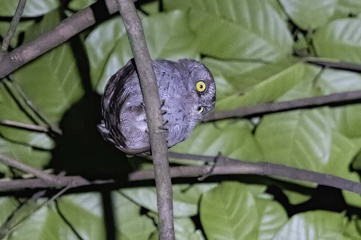 Principe Scops Owl - nature and wildlife