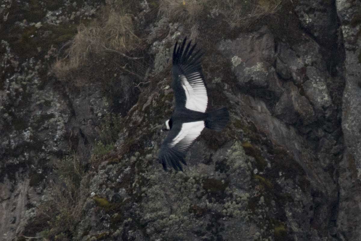 How to see Condors in Peru