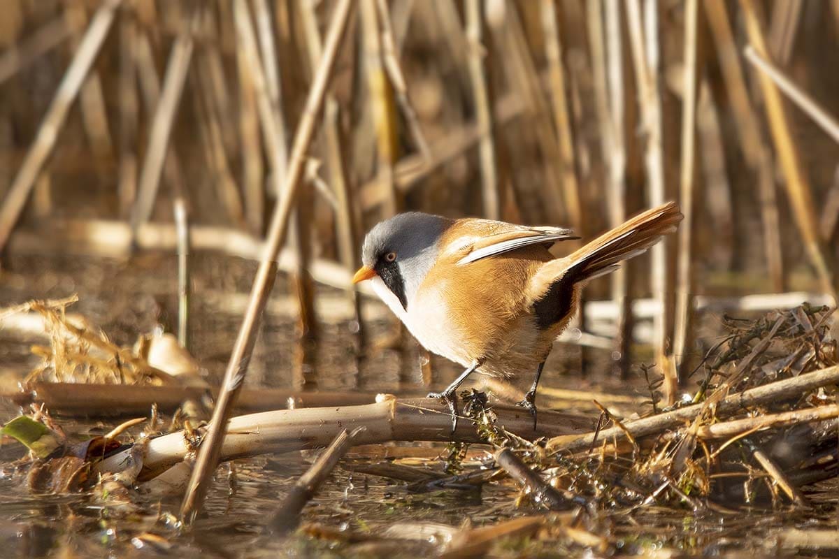 Bearded Reedling (Tit) bathing at Minsmere in Suffolk, UK
