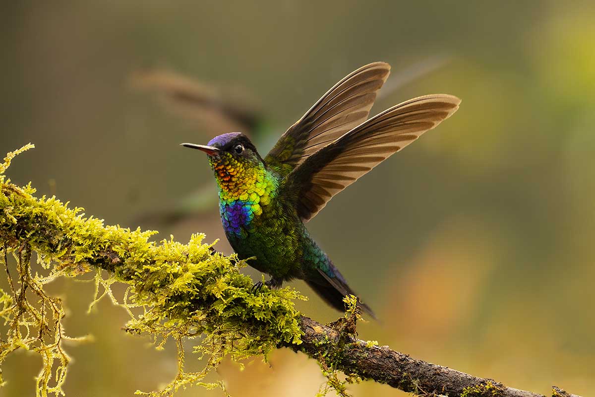 a spectacular fiery-throated hummingbird - most beautiful birds in the world