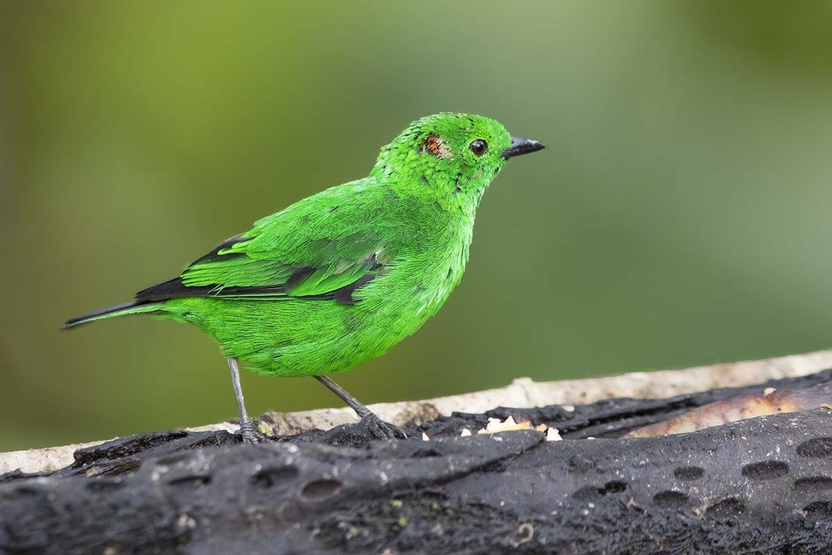 Glistening Green Tanager - Milpe, Ecuador