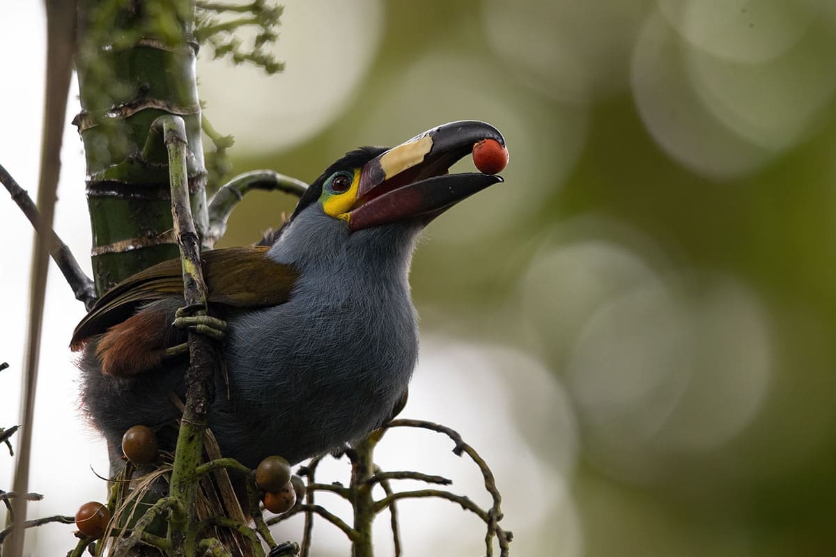 Plate-billed Mountain Toucan feasting on berries
