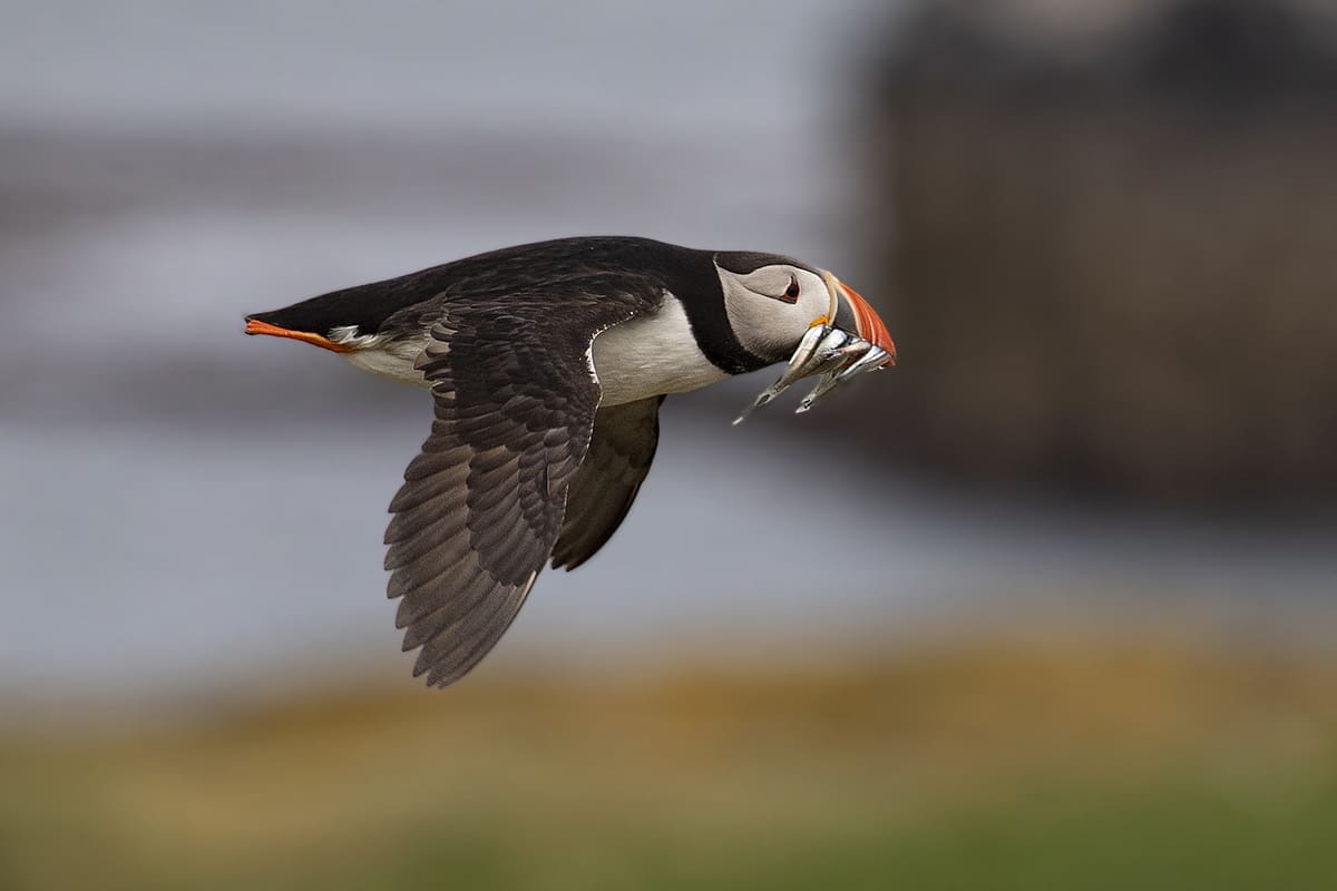 Puffin in flight with sand eels