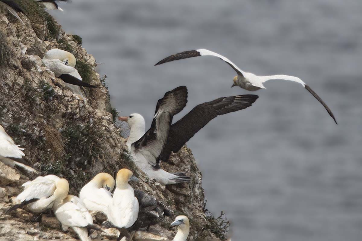A mega rarity in the UK Black-browed Albatross visited Bempton for a few summers in the early 2020s