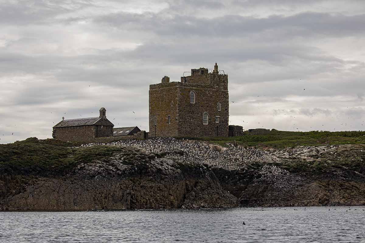 The Farne Islands are home to thousands of Seabirds