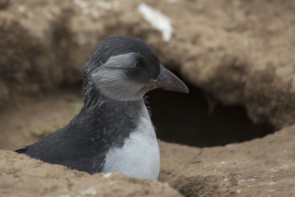 Puffling - A Baby Puffin