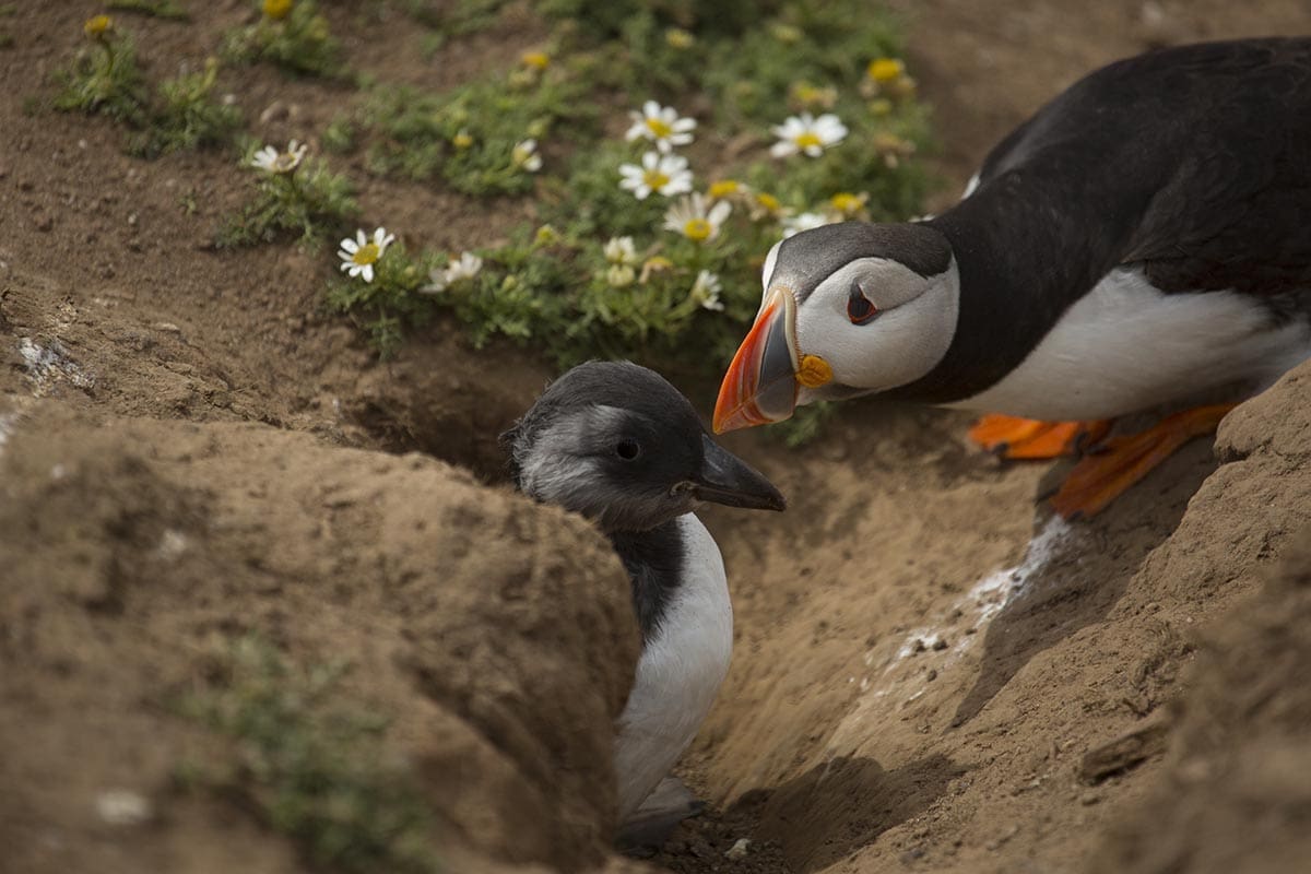 Puffin and Puffling - Where can I see Puffins in the UK