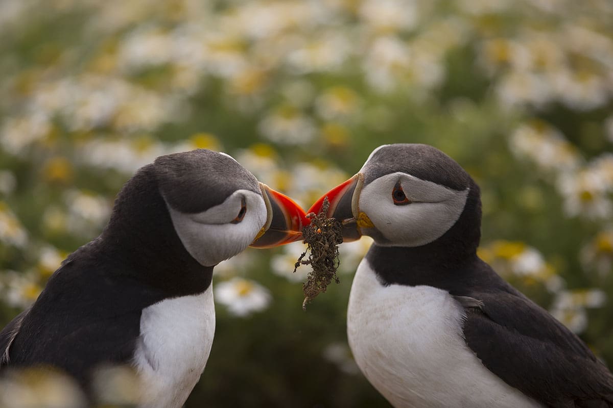 Puffin Pair Bonding