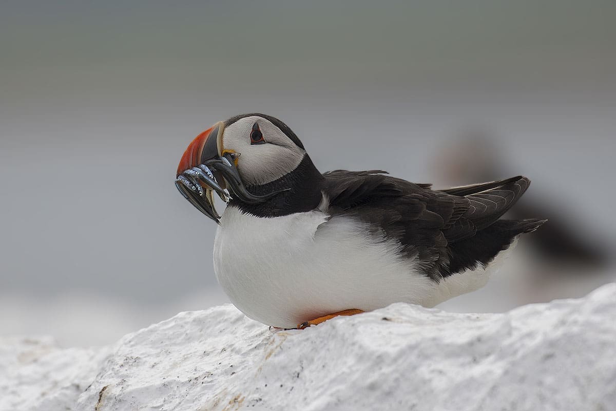 Puffin with Sand Eels - Where can I see puffins in the UK