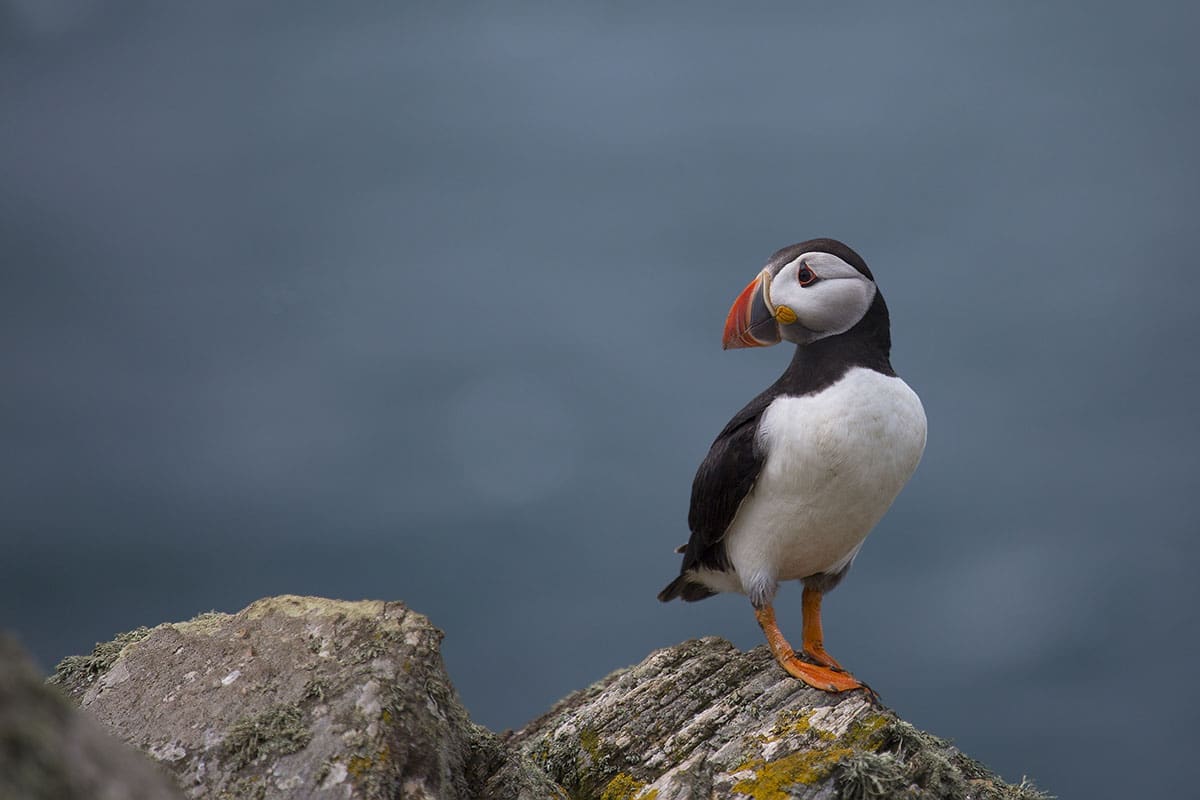 Puffin on cliff edge