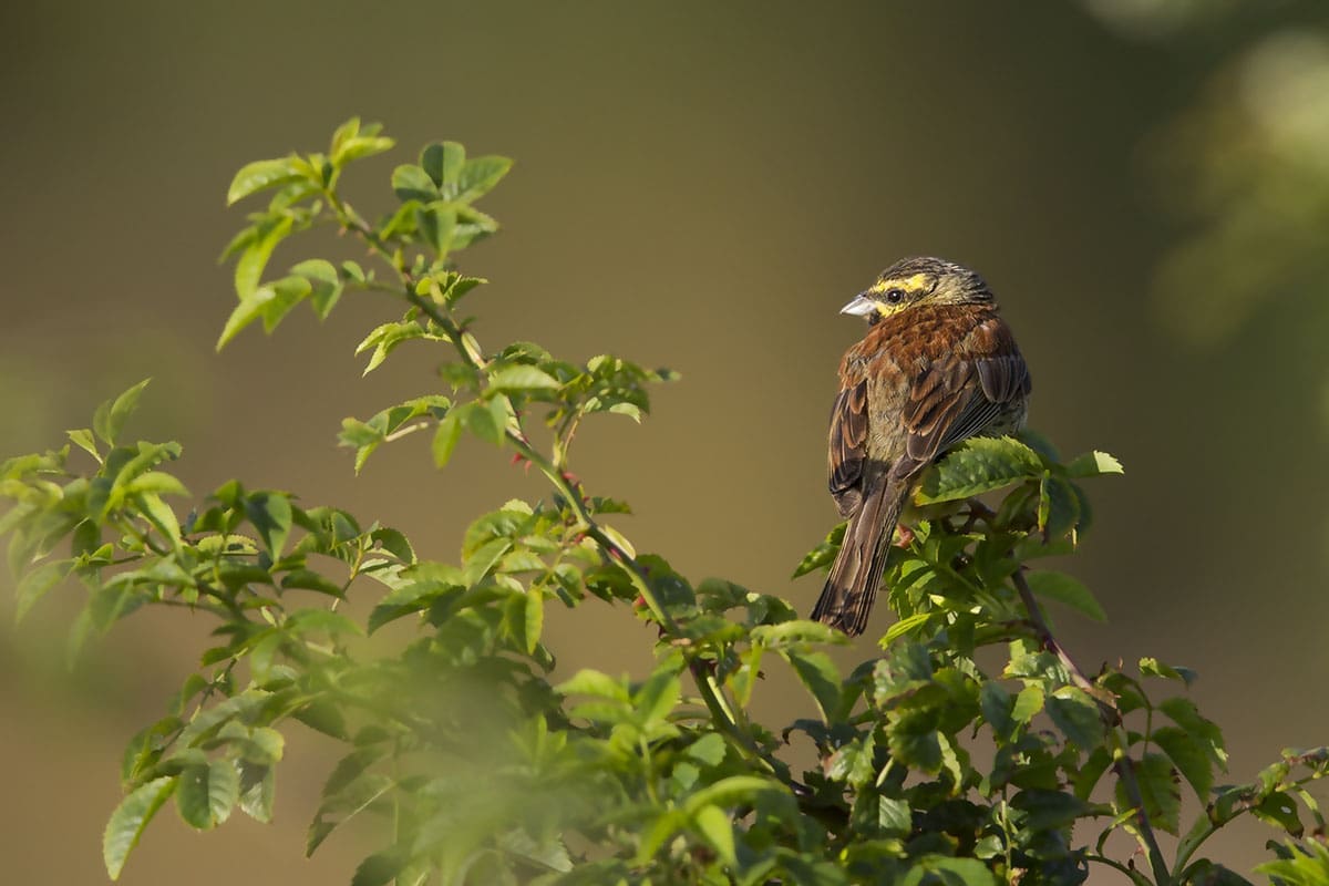 Cirl bunting in late evening light
