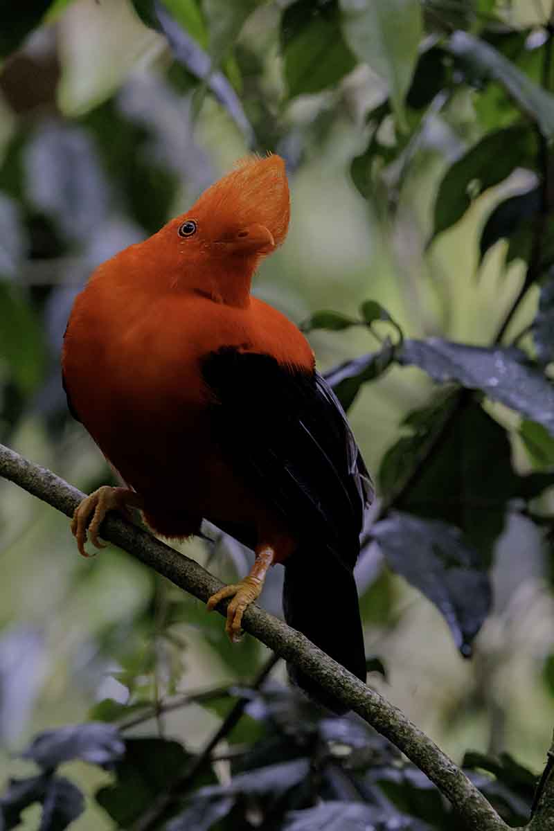 Andean Cock of the Rock