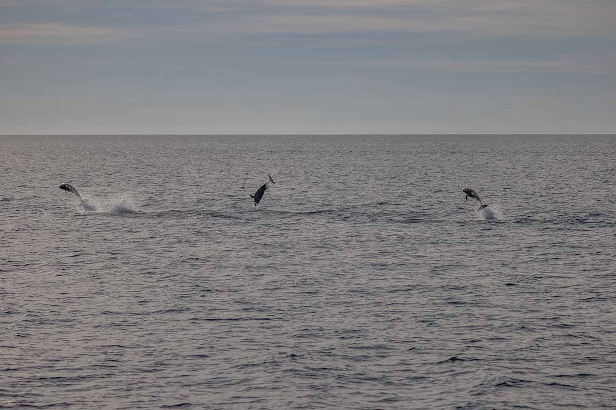 Pula in Croatia is great for dolphin watching