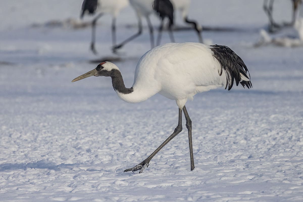 red-crowned crane best wildlife experiences in Japan