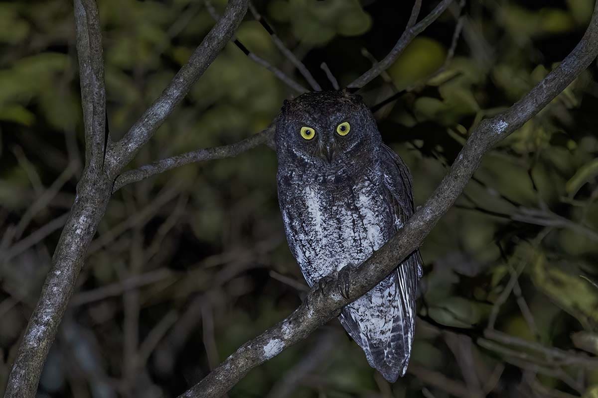 Ryukyu scops owl, one of the rare birds seen in the Nansei Islands