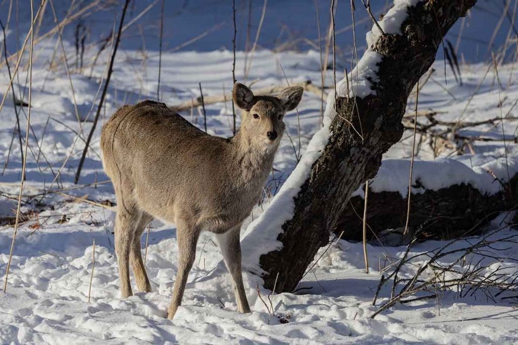 Sika deer at Nara Park are one of the best wildlife experiences in Japan