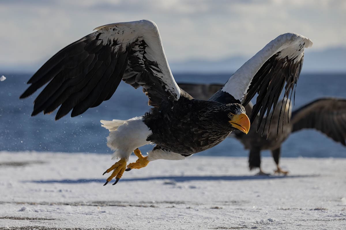 Steller's sea eagle taking off - One of the best wildlife experiences in Japan