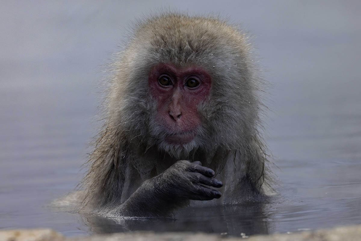 Snow Monkeys best wildlife experiences in Japan