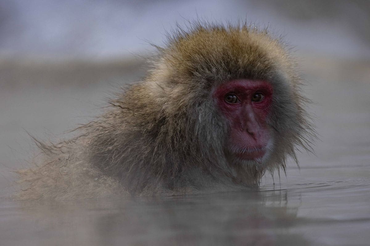 Japanese Macaque Snow Monkeys: Best wildlife experiences in Japan