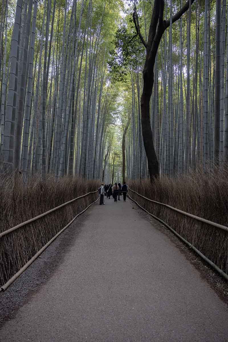 Explore the Arashiyama Bamboo Grove - Best things to do in Kyoto