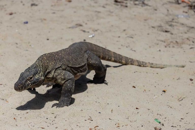How to see Komodo dragons