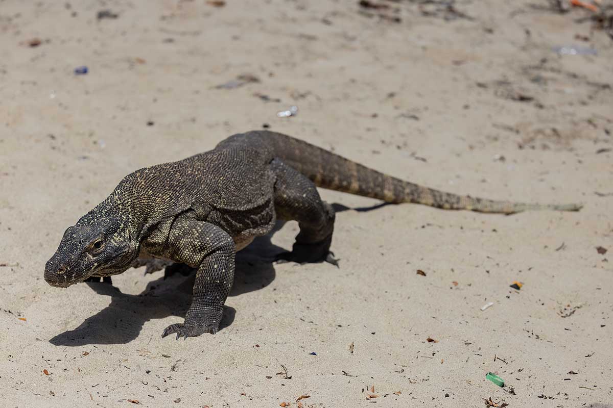 How to see Komodo dragons