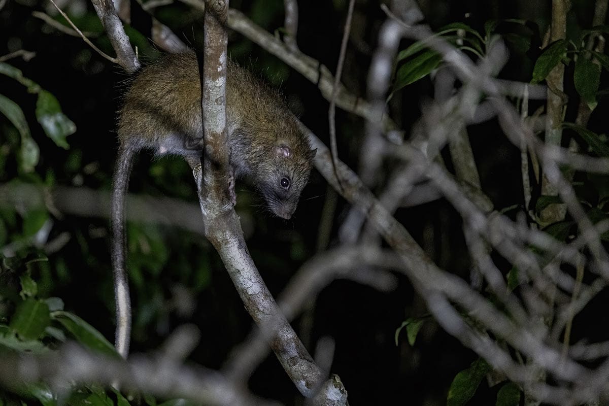 Ryukyu long-haired rat - widlife makes Okinama worth visiting