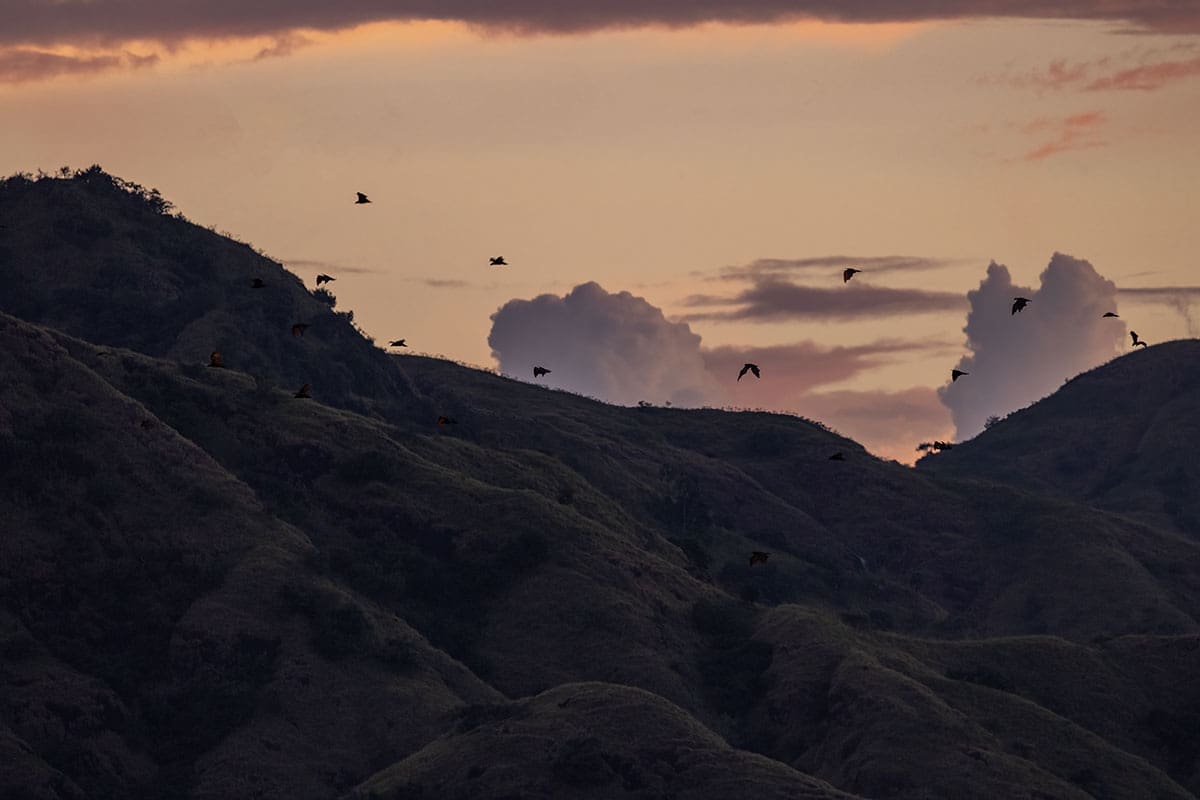 Sunda flying foxes