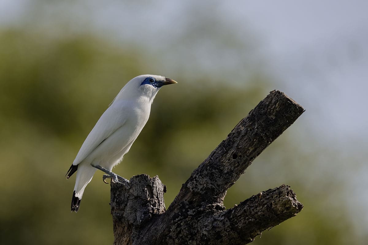 Bali Starling - Bali's national bird