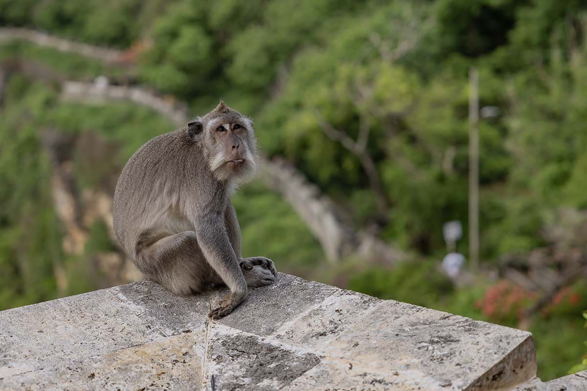 Is Bali worth visiting - Monkey rage